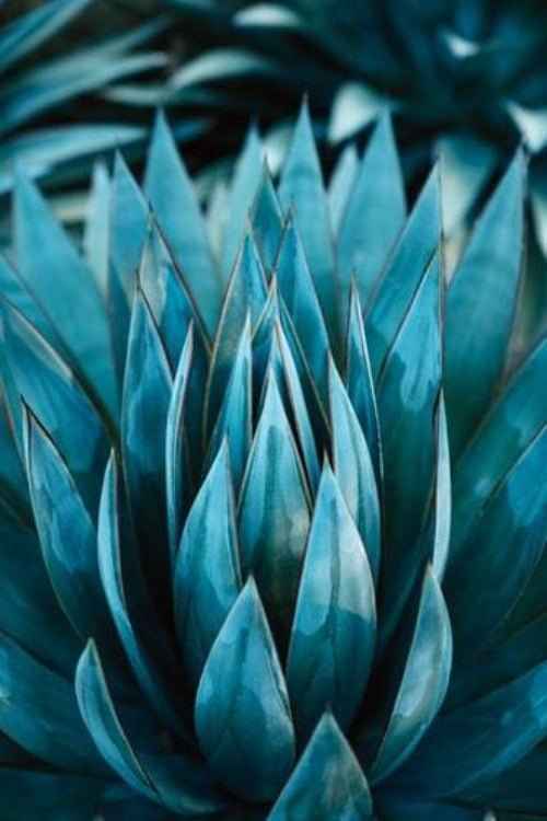 Blue Agave Nectar - 1oz Sample