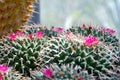 Cactus Blossom - 1oz Sample
