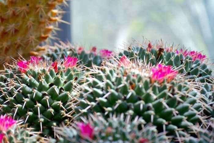 Cactus Blossom - 1oz Sample
