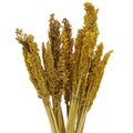 Cantal Dried Grass Flowers Display Decor 6 Bunch Amber