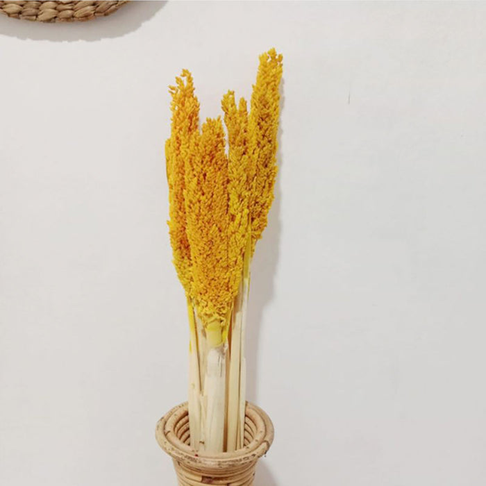 Cantal Dried Grass Flowers Display Decor 6 Bunch Amber