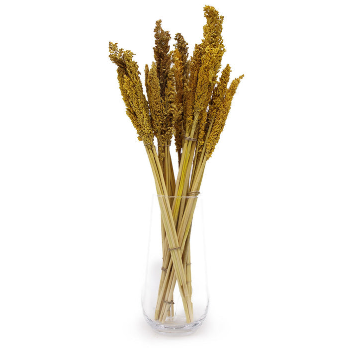 Cantal Dried Grass Flowers Display Decor 6 Bunch Amber