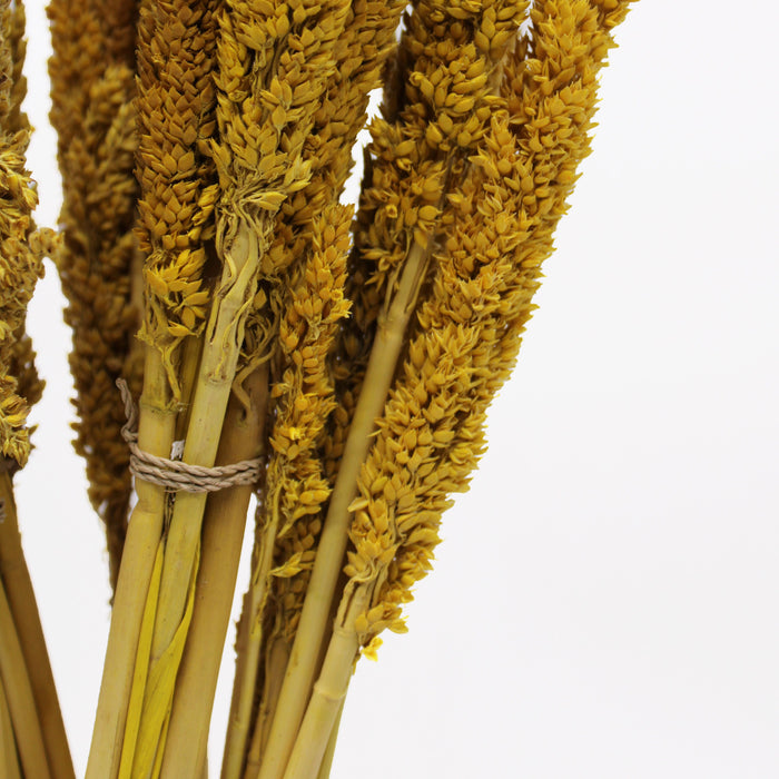 Cantal Dried Grass Flowers Display Decor 6 Bunch Amber