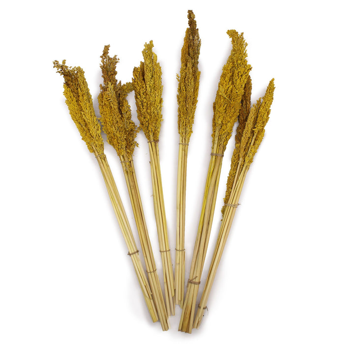 Cantal Dried Grass Flowers Display Decor 6 Bunch Amber