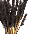 Cantal Dried Grass Flowers Display Decor 6 Bunch Black