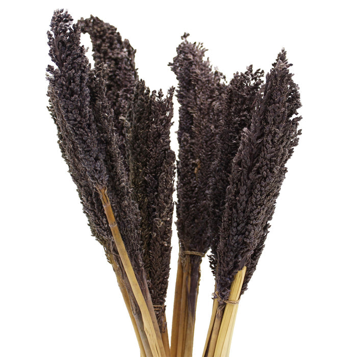 Cantal Dried Grass Flowers Display Decor 6 Bunch Black