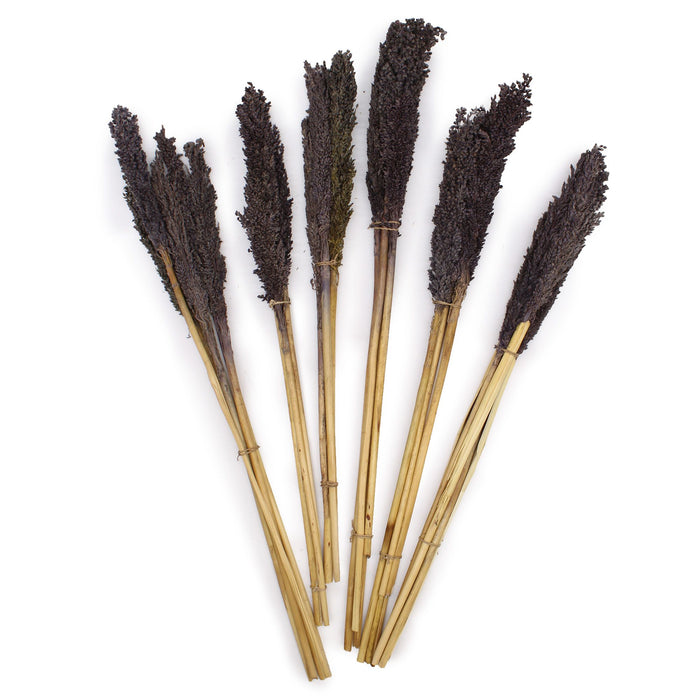 Cantal Dried Grass Flowers Display Decor 6 Bunch Black