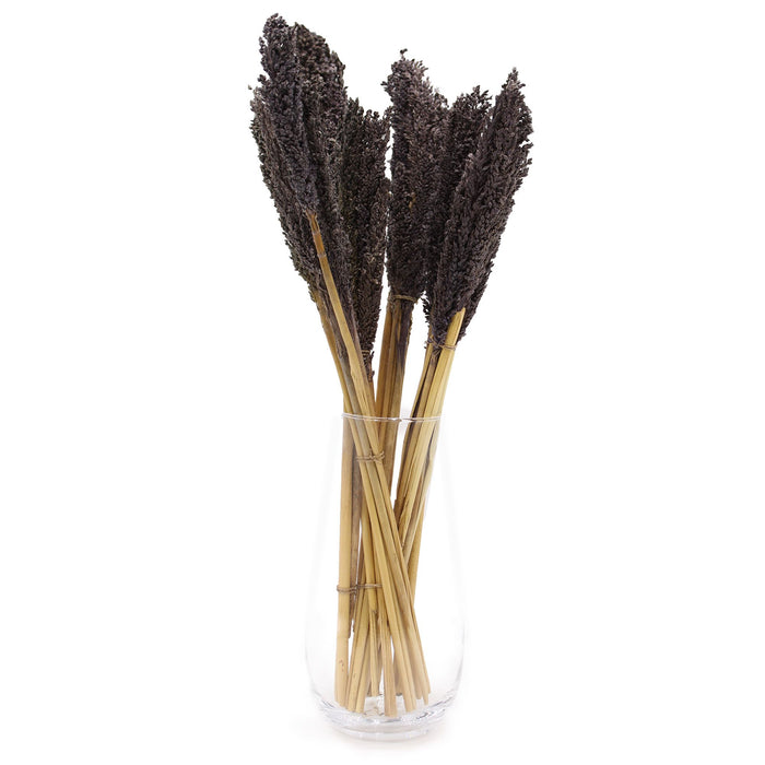 Cantal Dried Grass Flowers Display Decor 6 Bunch Black