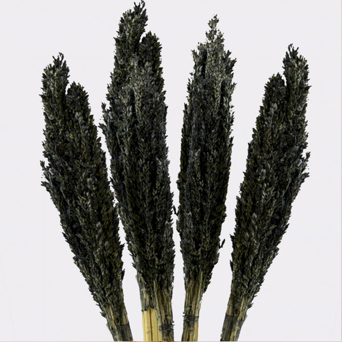 Cantal Dried Grass Flowers Display Decor 6 Bunch Black