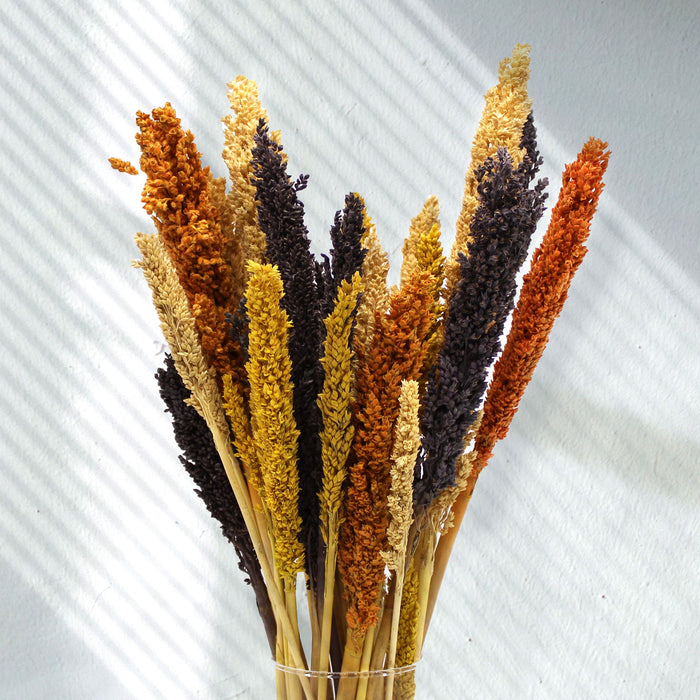Cantal Dried Grass Flowers Display Decor 6 Bunch Black