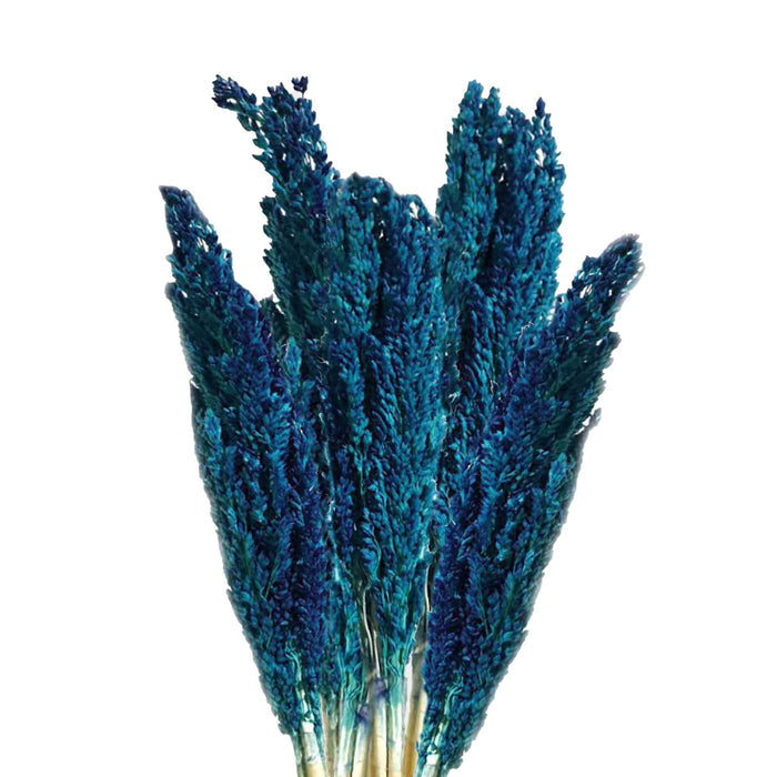 Cantal Dried Grass Flowers Display Decor 6 Bunch Blue Colour
