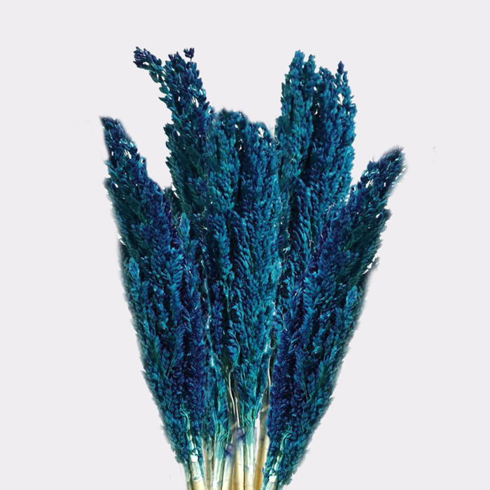 Cantal Dried Grass Flowers Display Decor 6 Bunch Blue Colour