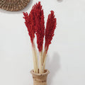 Cantal Dried Grass Flowers Display Decor 6 Bunch Fire Red Colour