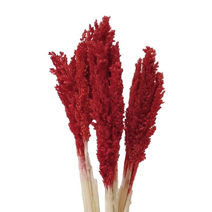Cantal Dried Grass Flowers Display Decor 6 Bunch Fire Red Colour