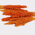 Cantal Dried Grass Flowers Display Decor 6 Bunch Orange