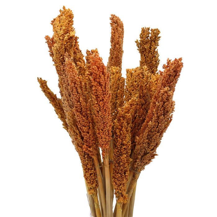 Cantal Dried Grass Flowers Display Decor 6 Bunch Orange