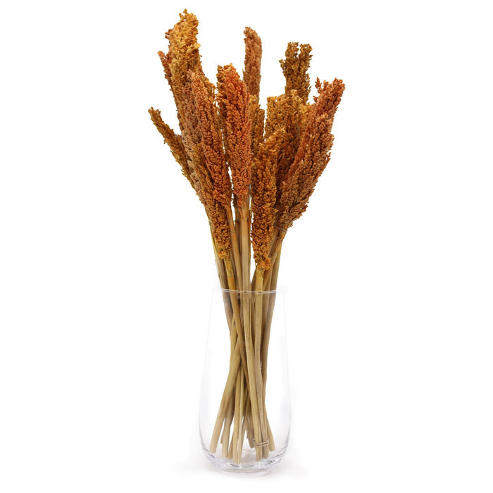 Cantal Dried Grass Flowers Display Decor 6 Bunch Orange