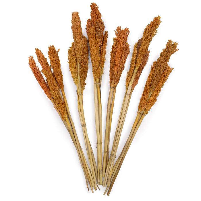 Cantal Dried Grass Flowers Display Decor 6 Bunch Orange