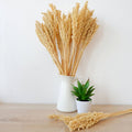 Cantal Dried Grass Flowers Display Decor Natural Colour