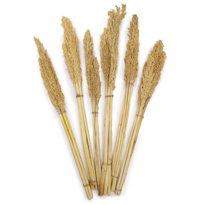 Cantal Dried Grass Flowers Display Decor Natural Colour