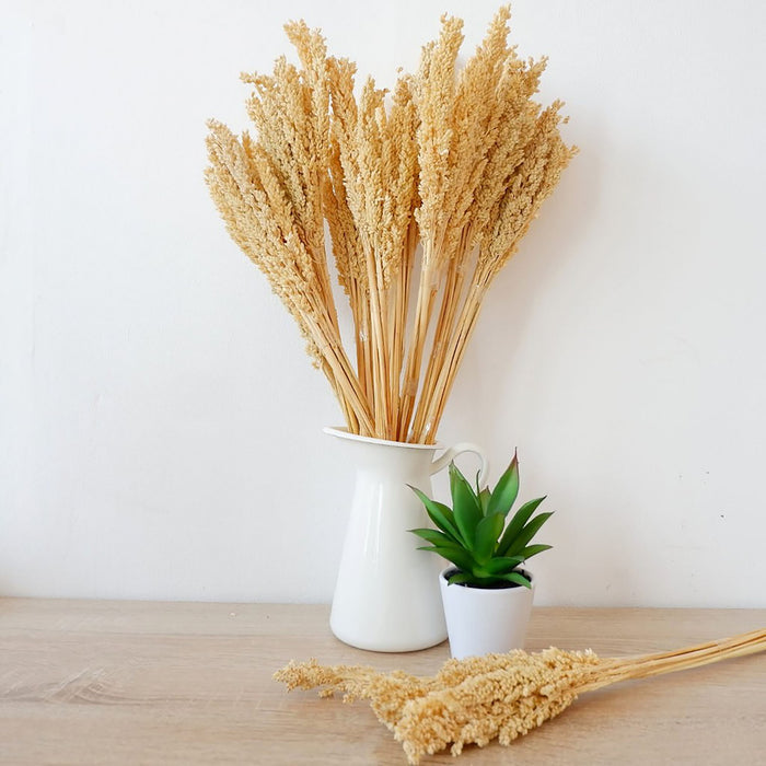 Cantal Dried Grass Flowers Display Decor Natural Colour