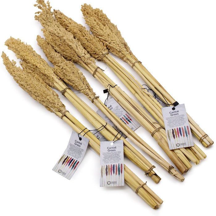 Cantal Dried Grass Flowers Display Decor Natural Colour