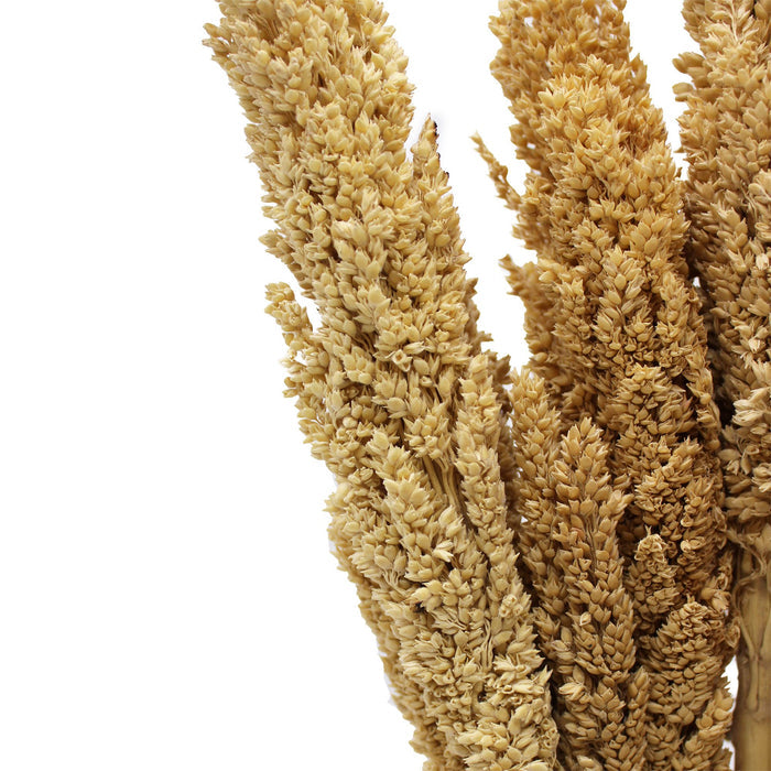 Cantal Dried Grass Flowers Display Decor Natural Colour