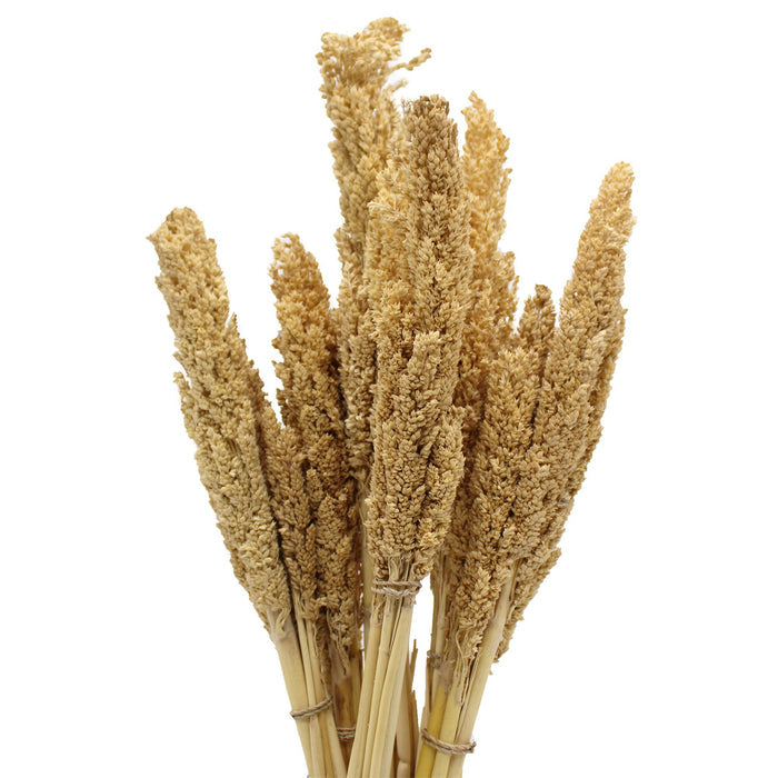 Cantal Dried Grass Flowers Display Decor Natural Colour
