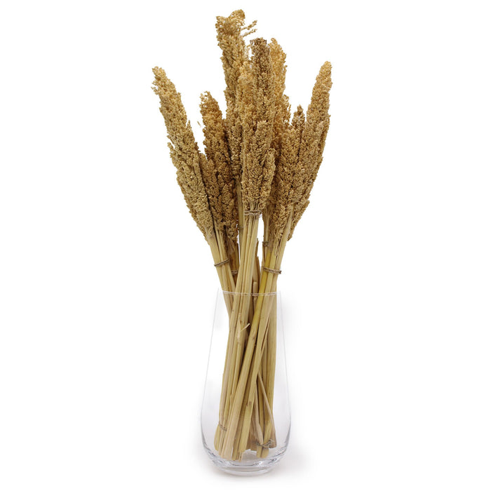 Cantal Dried Grass Flowers Display Decor Natural Colour