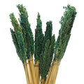 Cantal Dried Grass Flowers Display Decor Teal Cantal Dried Grass Flowers Display Decor