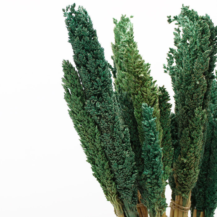Cantal Dried Grass Flowers Display Decor Teal Cantal Dried Grass Flowers Display Decor
