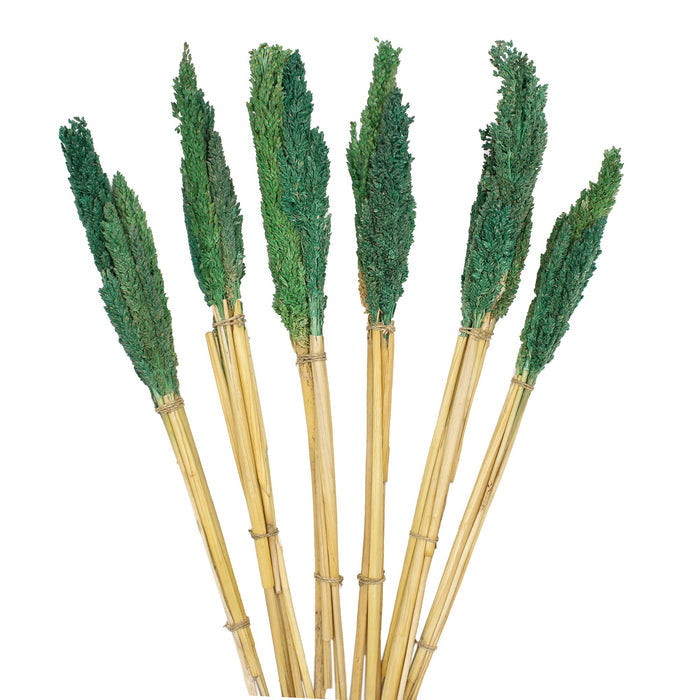 Cantal Dried Grass Flowers Display Decor Teal Cantal Dried Grass Flowers Display Decor
