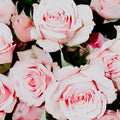 A close-up image of pink roses with visible petals and green leaves.