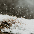 Fallen Snow | Fragrance Oil