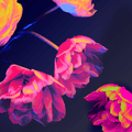 Neon Blossoms Candle Fragrance Oil